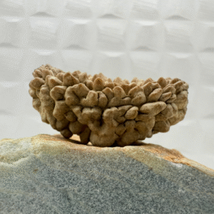 Rameshwaram Ek Mukhi Rudraksha