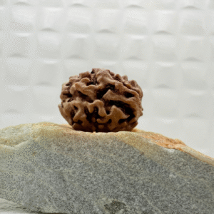 2 Mukhi Rudraksha from the Himalayas