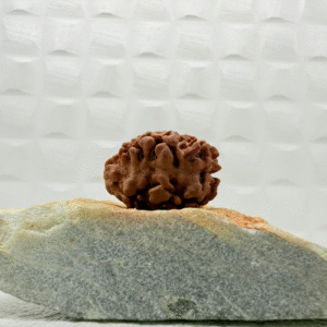 2 Mukhi Rudraksha from Nepal