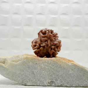 3 Mukhi Rudraksha from Nepal