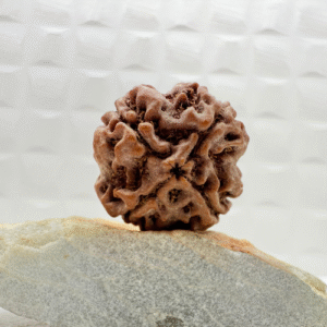 4 Mukhi Rudraksha from Nepal